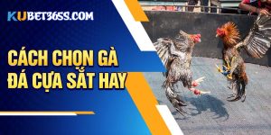 cách chọn gà đá cựa sắt hay