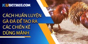 Cách huấn luyện gà đá